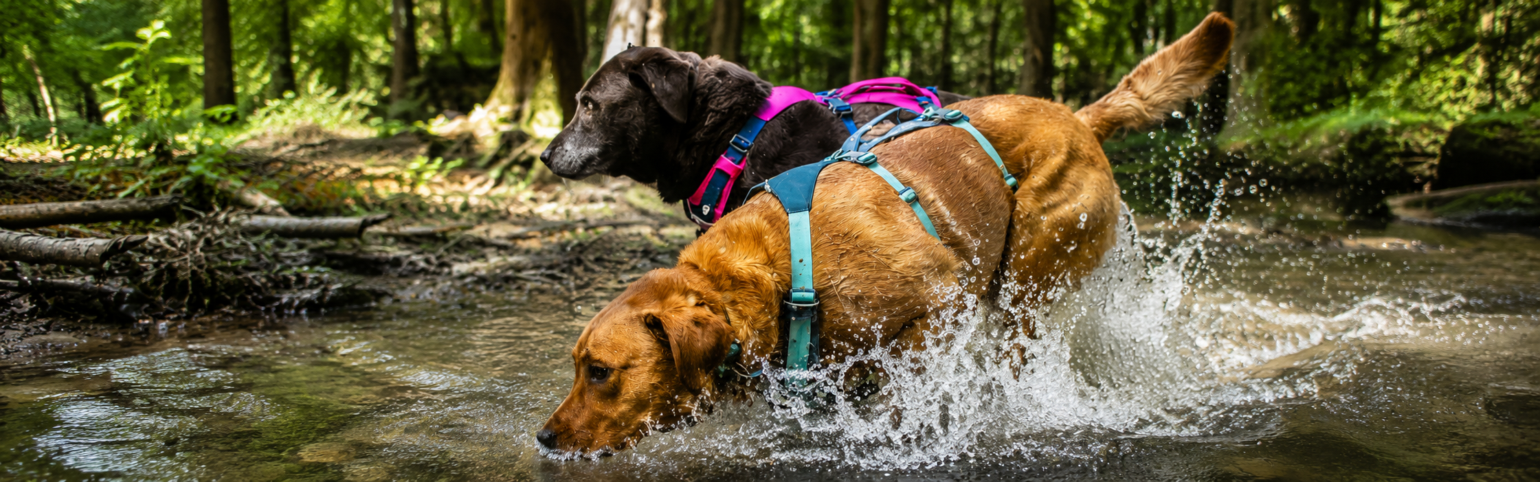 Ruffwear - Front Range · Roamer · Cloud Chaser — 베스트셀러 라인