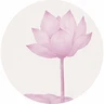 연꽃